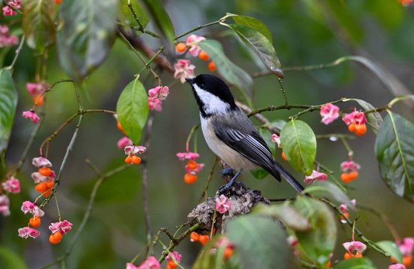 How to Establish a Safe and Stimulating Environment for a Blind Cat?